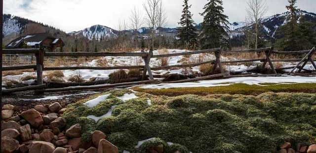 Red Pine Townhomes