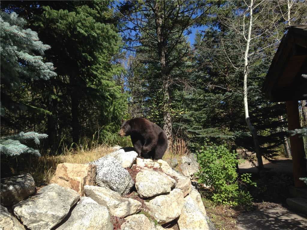 Local Visitor