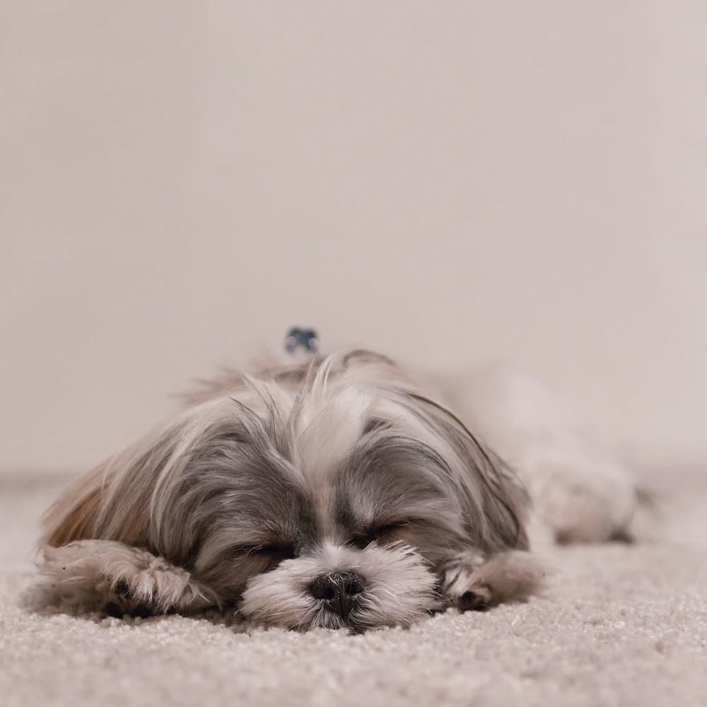 Pet-friendly
