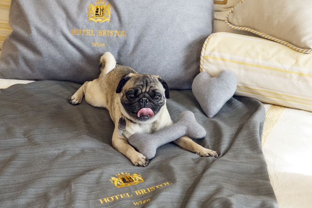 Pet-friendly