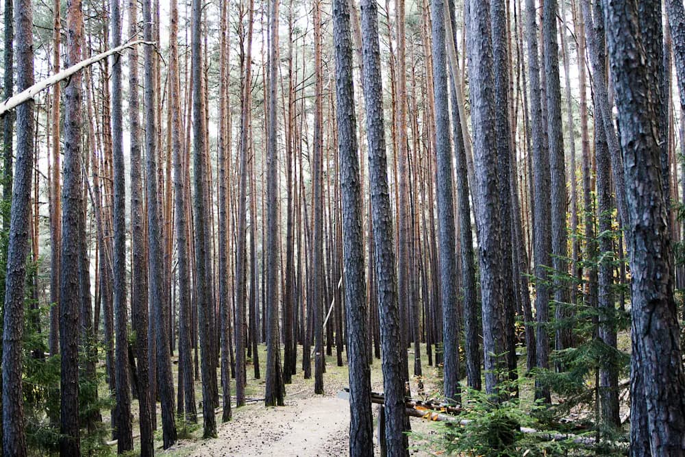 Hiking