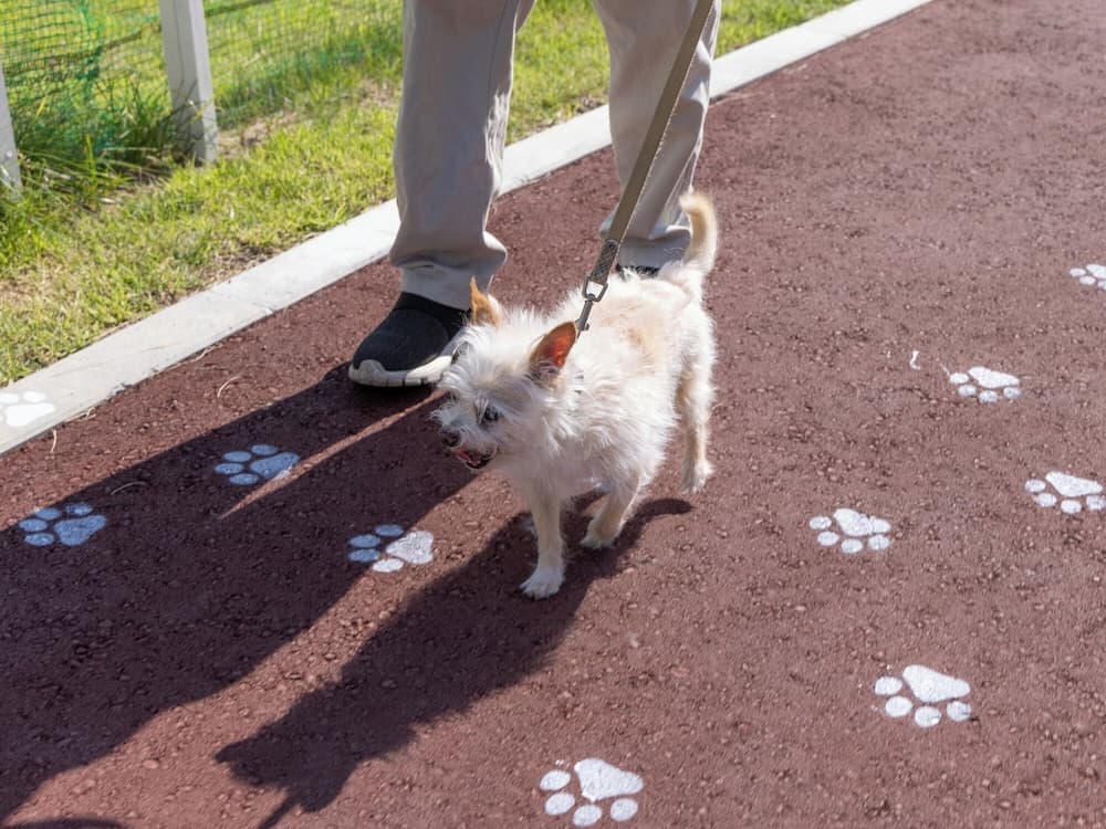 Pet-friendly amenities