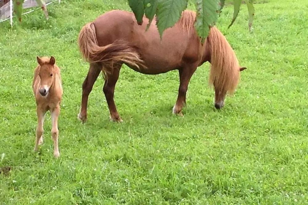 Horseback riding