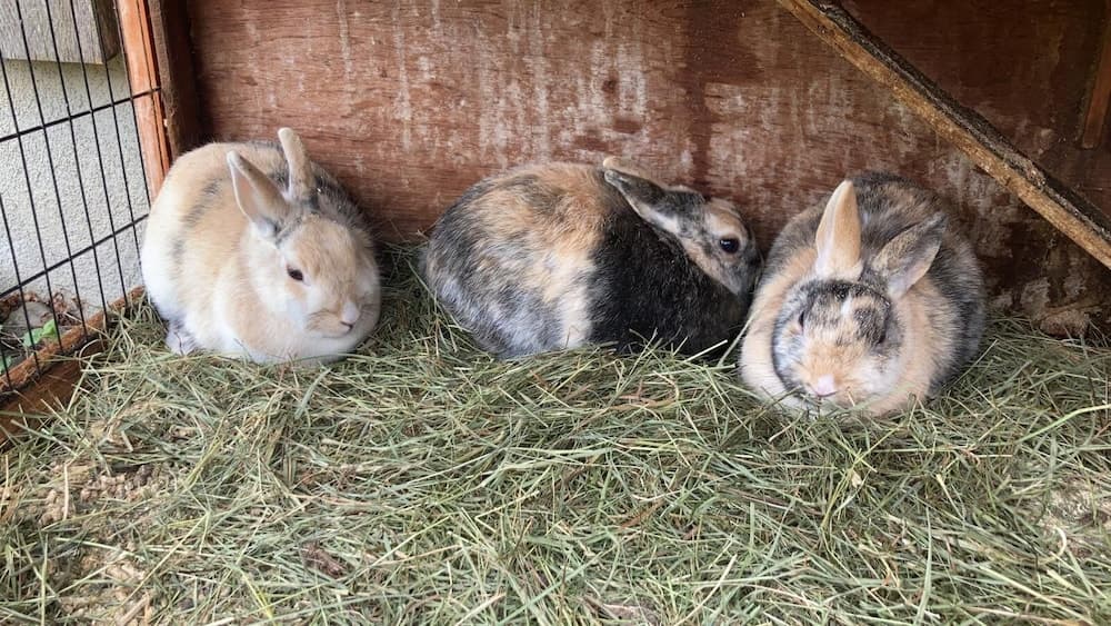 Children's activities