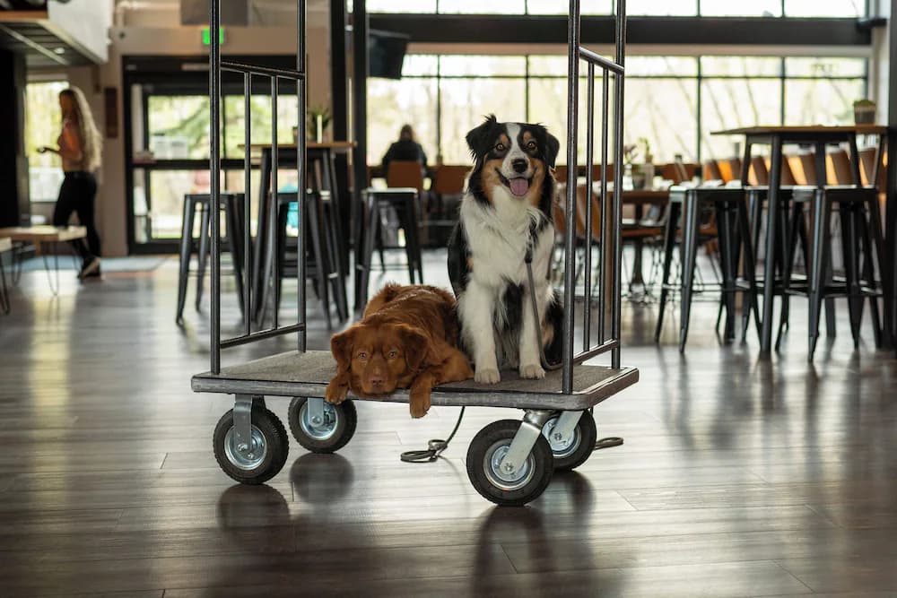Pet-friendly
